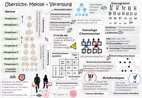Vorschau - Unterrichtsreihen - MEIOSE & MUTATION & STAMMBÄUME: Kluge Übersicht & Advance Organizer - Seite 2