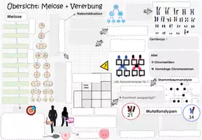 Vorschau - Unterrichtsreihen - MEIOSE & MUTATION & STAMMBÄUME: Kluge Übersicht & Advance Organizer - Seite 3