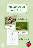 Vorschau - Arbeitsblätter - Von der Knospe zum Apfel - Tafelbilder und Arbeitsblatt - Deckblatt
