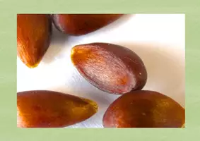 Vorschau - Arbeitsblätter - Von der Knospe zum Apfel - Tafelbilder und Arbeitsblatt - Seite 1