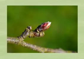 Vorschau - Arbeitsblätter - Von der Knospe zum Apfel - Tafelbilder und Arbeitsblatt - Seite 2