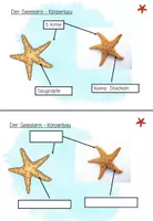 Vorschau - Fördermaterial/Inklusion - Lerntheke: Der Seestern (Tiere im Meer) - Seite 2
