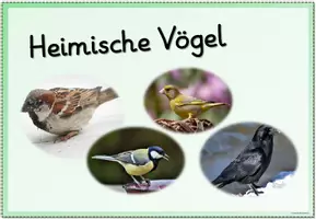 Vorschau - Poster - Tafelmaterial/Poster - Heimische Vögel (die häufigsten Arten) - Seite 3
