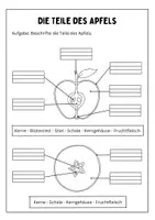 Vorschau - Arbeitsblätter - Arbeitsblatt: Die Teile des Apfels - Deckblatt