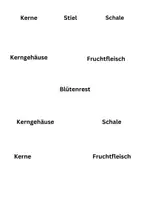 Vorschau - Arbeitsblätter - Arbeitsblatt: Die Teile des Apfels - Seite 3
