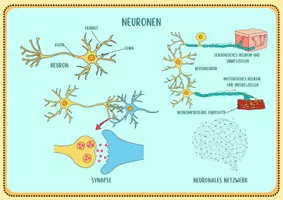Vorschau - Aufgabenkarten - Neurobiologie und Hormone - Lernkartei - Seite 3