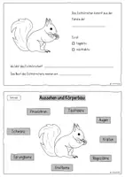Vorschau - Arbeitsblätter - Eichhörnchen: Mini-Heft mit Lernkontrolle und Legematerial - Seite 2