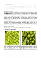 Vorschau - Experimente - Chloroplasten und Amyloplasten: Mikroskopische Untersuchung - Seite 1