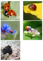 Vorschau - Text - Marienkäfer - Differenzierte Wissenskarten für Leseanfänger - Silbenschrift - Seite 3