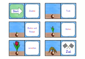 Vorschau - Spiele - Lebenszyklus Tulpe DOMINO SPIEL Klasse 1-2 - Seite 2