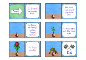 Vorschau - Spiele - Lebenszyklus Tulpe DOMINO SPIEL Klasse 1-2 - Seite 3