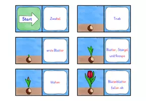 Vorschau - Spiele - Lebenszyklus Tulpe DOMINO SPIEL Klasse 1-4 - Seite 2