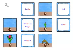 Vorschau - Spiele - Lebenszyklus Tulpe ZUORDNUNGSSPIEL Klasse 1-2 - Seite 2