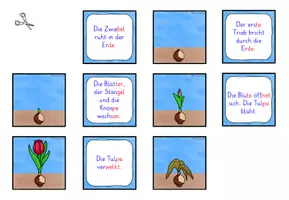 Vorschau - Spiele - Lebenszyklus Tulpe ZUORDNUNGSSPIEL Klasse 1-2 - Seite 3