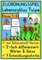 Vorschau - Spiele - Lebenszyklus Tulpe ZUORDNUNGSSPIEL Klasse 1-4 - Deckblatt