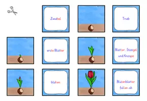Vorschau - Spiele - Lebenszyklus Tulpe ZUORDNUNGSSPIEL Klasse 1-4 - Seite 2