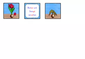 Vorschau - Spiele - Lebenszyklus Tulpe ZUORDNUNGSSPIEL Klasse 1-4 - Seite 3