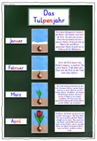 Vorschau - Fördermaterial/Inklusion - Tulpenjahr Tulpe TAFELMATERIAL Klasse 1-4 - Seite 3