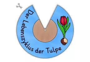Vorschau - Mal- und Bastelvorlagen - Lebenszyklus Tulpe Klasse 1-4 DREHSCHEIBE basteln - Seite 1