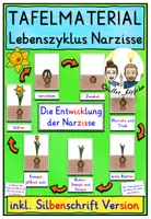 Vorschau - Fördermaterial/Inklusion - Lebenszyklus Narzisse TAFELMATERIAL Klasse 1-4 - Deckblatt
