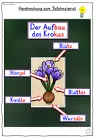 Vorschau - Fördermaterial/Inklusion - Aufbau des Krokus TAFELMATERIAL Klasse 1-4 - Seite 3