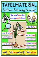 Vorschau - Fördermaterial/Inklusion - Aufbau des Schneeglöckchens TAFELMATERIAL Klasse 1-4 - Deckblatt