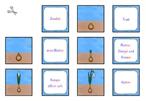 Vorschau - Spiele - Lebenszyklus Schneeglöckchen ZUORDNUNGSSPIEL Klasse 1-4 - Seite 2