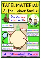 Vorschau - Fördermaterial/Inklusion - Aufbau einer Knolle TAFELMATERIAL Klasse 1-4 - Deckblatt