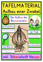Vorschau - Fördermaterial/Inklusion - Aufbau einer Zwiebel TAFELMATERIAL Klasse 1-4 - Deckblatt