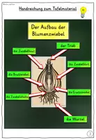 Vorschau - Fördermaterial/Inklusion - Aufbau einer Zwiebel TAFELMATERIAL Klasse 1-4 - Seite 3