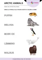 anteprima - Materiale di supporto/inclusione - Animali dell'Artide - Arctic Animals / Inglese Beginner - Pagina 3