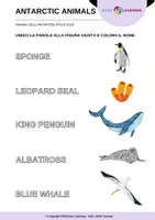 anteprima - Materiale di supporto/inclusione - Animali dell'Antartide - Antarctic Animals / Inglese - Pagina 1