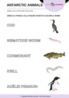 anteprima - Materiale di supporto/inclusione - Animali dell'Antartide - Antarctic Animals / Inglese - Pagina 2