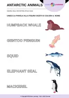 anteprima - Materiale di supporto/inclusione - Animali dell'Antartide - Antarctic Animals / Inglese - Pagina 3