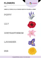 anteprima - Esercizi - Indovina i Fiori - Guess the Flowers / Inglese Beginner - Pagina 3