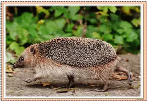 Vorschau - Poster - Miniposter/Tafelmaterial - Igel - Seite 2