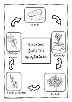Προεπισκόπηση - Φύλλα εργασίας - Γνωρίζουμε τον κύκλο ζωής αμυγδαλιάς. - Σελίδα 1