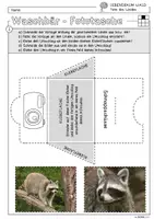 Vorschau - Arbeitsblätter - Infocube: Tiere des Waldes - Waschbär | Waldtiere - Seite 2
