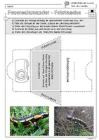Vorschau - Arbeitsblätter - Infocube: Tiere des Waldes - Feuersalamander | Waldtiere - Seite 2