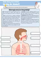 Vorschau - Arbeitsblätter - Biologie | Gesamte Einheit: "Atmung, Blut & Kreislauf“ | 14 Arbeitsblätter + Lösungen + 4 Präsentationen | Klasse 7 und 8 - Seite 2