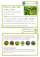 Vorschau - Bildkarten - Der Marienkäfer (Wissenskartei) - Seite 3