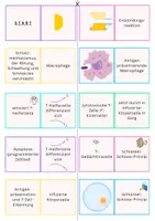 Vorschau - Spiele - Immunbiologie Domino: Zelluläre Immunantwort (spezifische Immunreaktion) - Seite 2