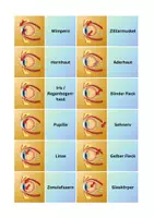 Vorschau - Spiele - Zuordnungsspiel Aufbau Auge - Biologie - Seite 1