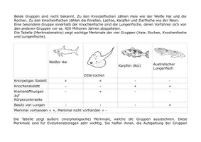 Vorschau - Arbeitsblätter - Evolution – Einführung in die Stammbaumerstellung (Kladistik) - Seite 3