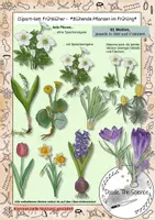 Vorschau - selbst erstellte Cliparts/Grafiken - Clipart-Set: Frühblüher - Blühende Pflanzen im Frühling - Deckblatt