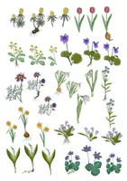 Vorschau - selbst erstellte Cliparts/Grafiken - Clipart-Set: Frühblüher - Blühende Pflanzen im Frühling - Seite 1