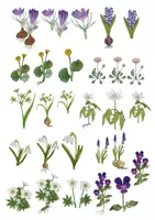 Vorschau - selbst erstellte Cliparts/Grafiken - Clipart-Set: Frühblüher - Blühende Pflanzen im Frühling - Seite 2