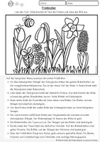 Vorschau - Arbeitsblätter - Lesen, verstehen und malen Frühblüher Klasse 2, 3 4, DaZ, DaF Leseübung, Leseverstehen - Seite 2