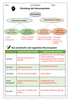 Vorschau - Arbeitsblätter - Partnerpuzzle: Somatisches und vegetatives Nervensystem - Seite 3
