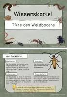 Vorschau - Bildkarten - Wissenskartei Tiere des Waldbodens - Seite 2